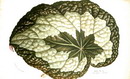 بگونیا برگی (رکس)